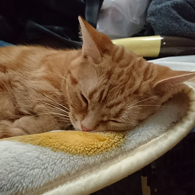 shinobuさんの実例写真