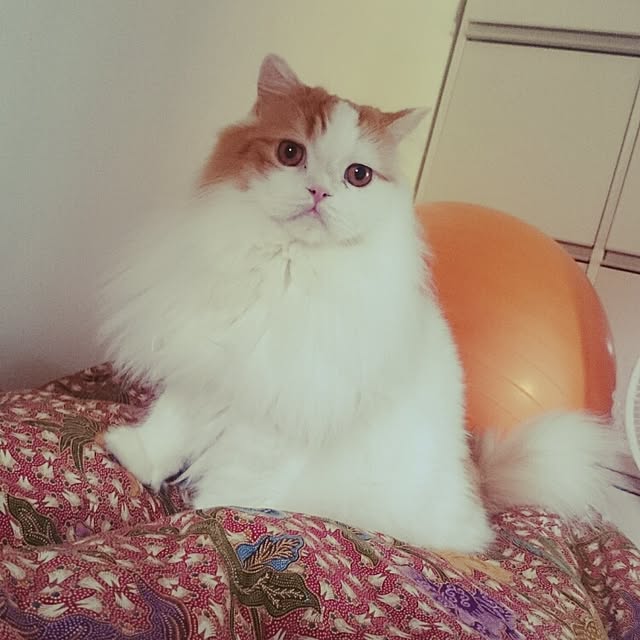 1ldksさんの実例写真