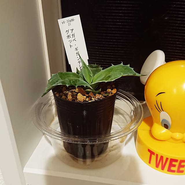 NAOKIさんの実例写真