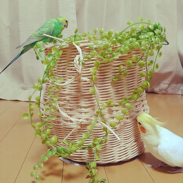 toratanさんの実例写真