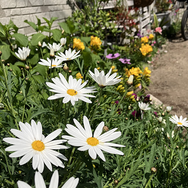 チューリップ咲きました♡/チューリップ/フリージア/お花のある暮らし/お花が好き...などのインテリア実例 - 2022-04-10 10:45:16