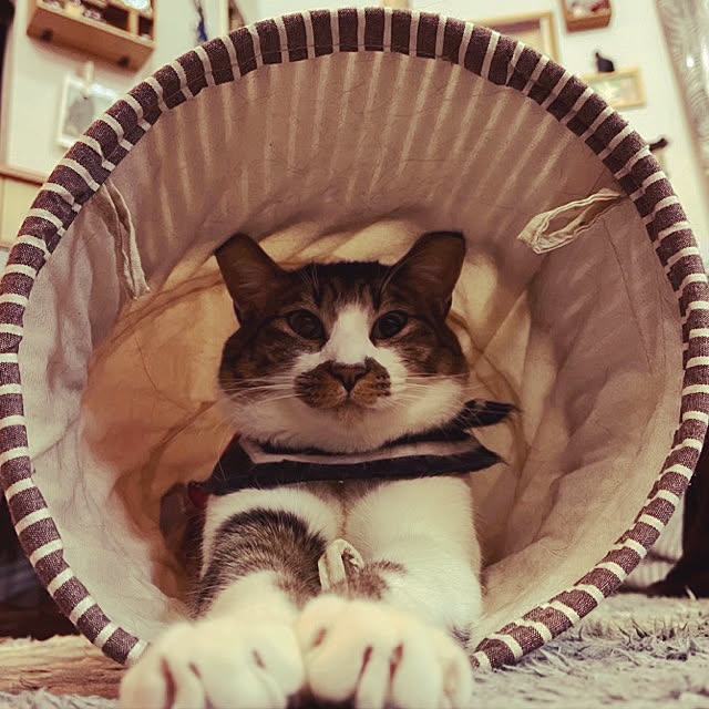 jijiさんの実例写真
