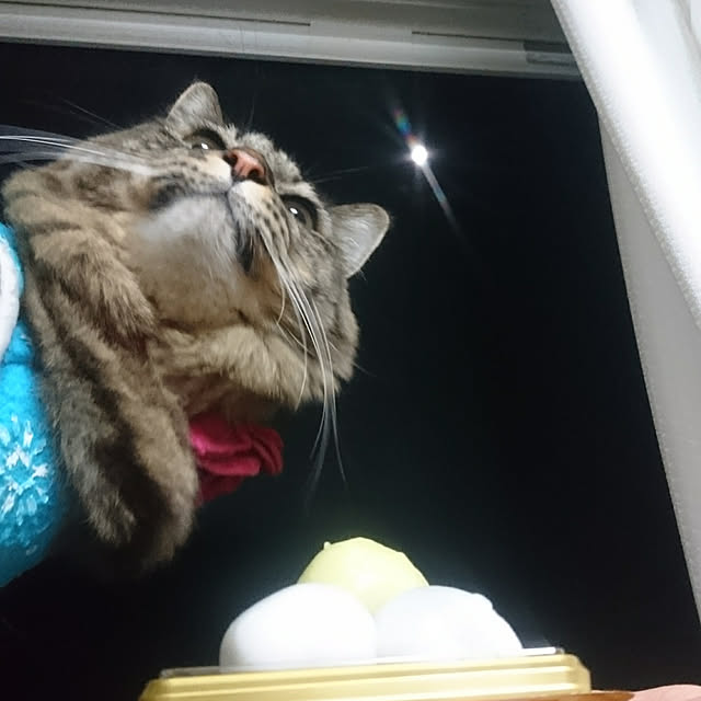 mayu.ariさんの実例写真