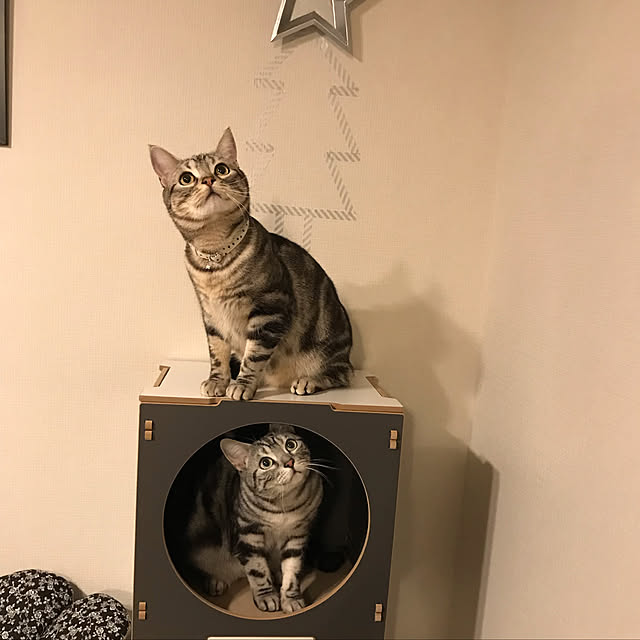 yoshimi_443さんの実例写真