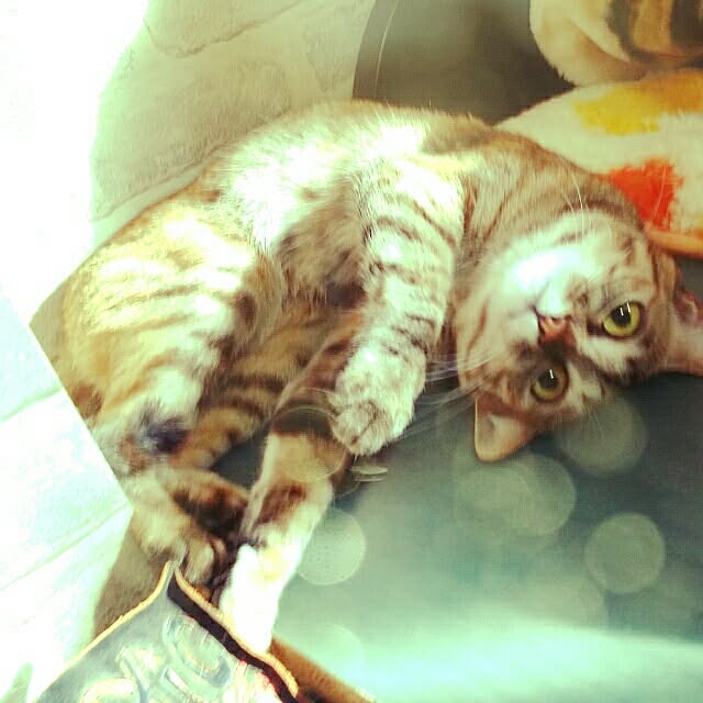 monnyanさんの実例写真