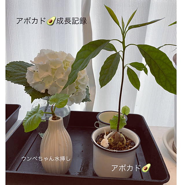 akezouさんの実例写真