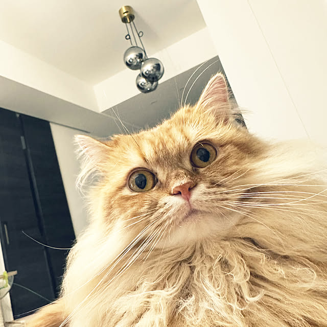 HULAさんの実例写真