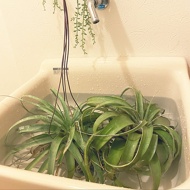 ohanaさんの実例写真