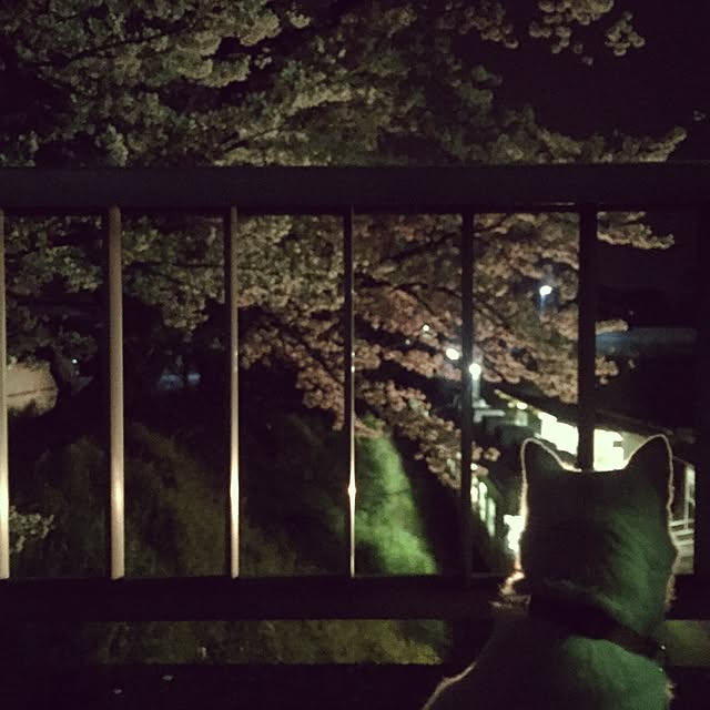 jewel-ynmさんの実例写真