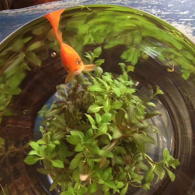 R_mamaさんの実例写真