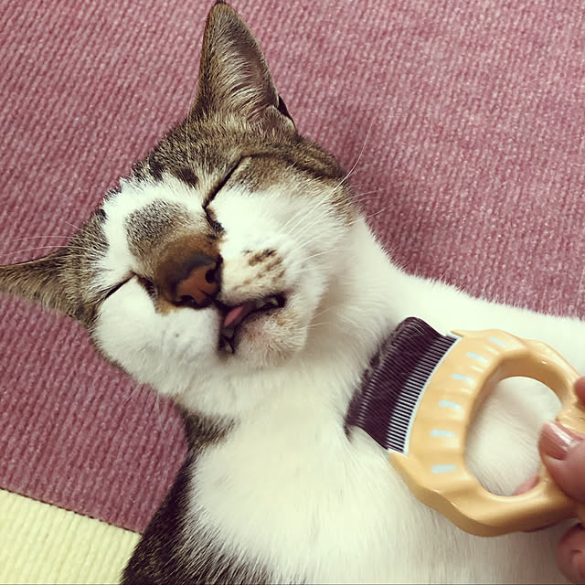 haruminさんの実例写真