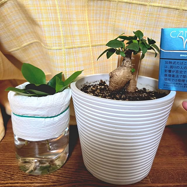 Rummyさんの部屋