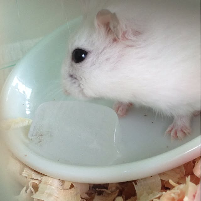 jnjnforesterさんの実例写真
