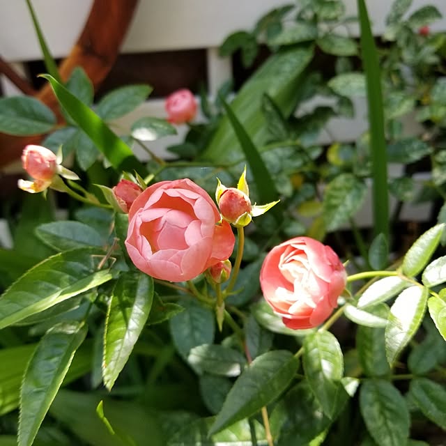 midoriさんの部屋