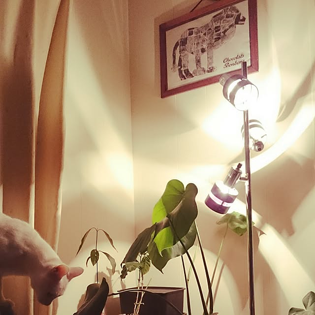 nao.さんの実例写真