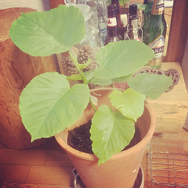 naonaoさんの実例写真