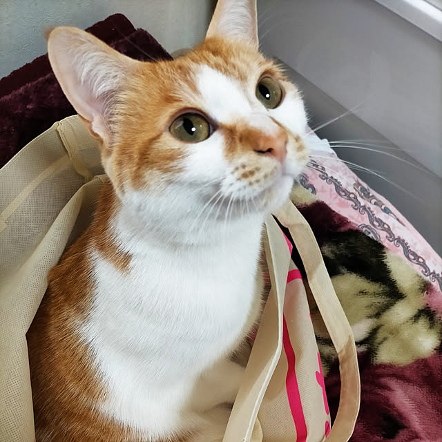 maryさんの実例写真