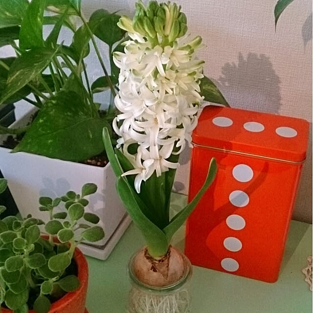 ponさんの実例写真