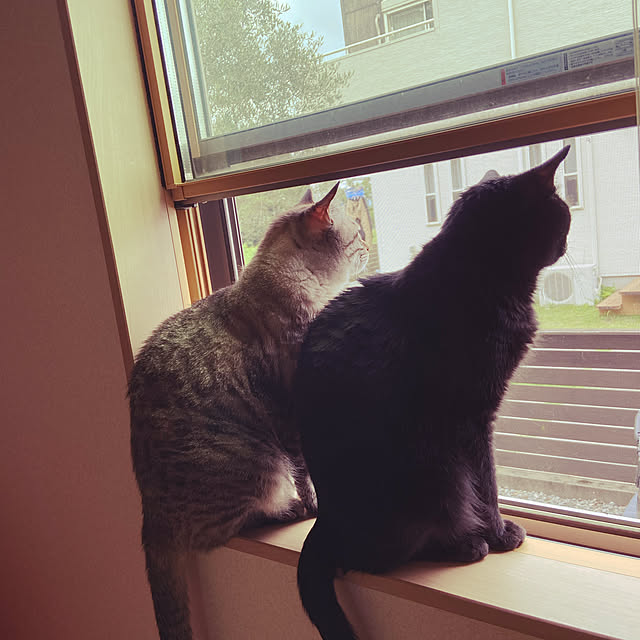 chiiさんの実例写真