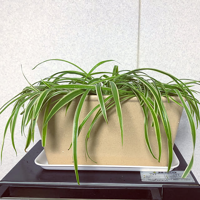 chobihigeさんの実例写真