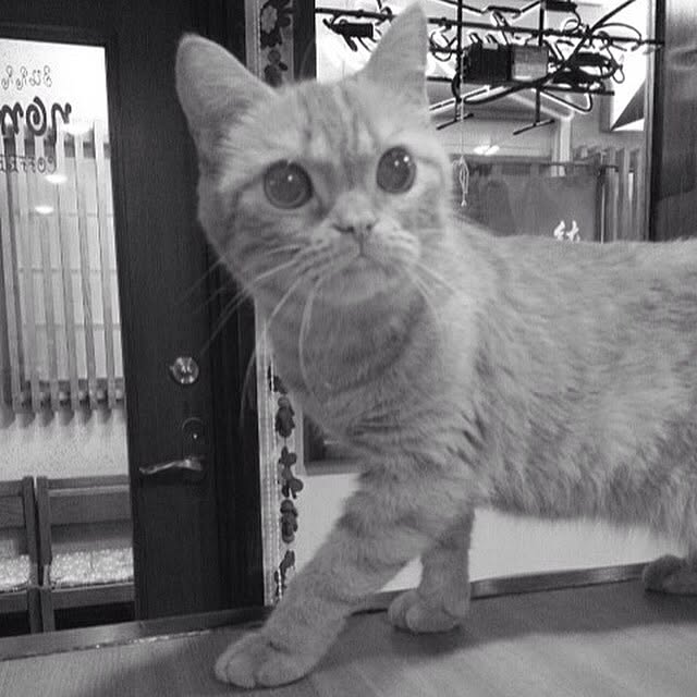 shujiさんの実例写真