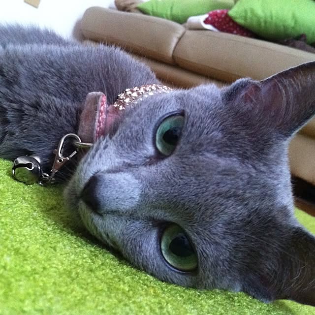 nekochanさんの実例写真