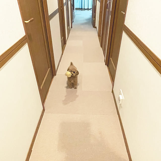 kawauso15さんの部屋