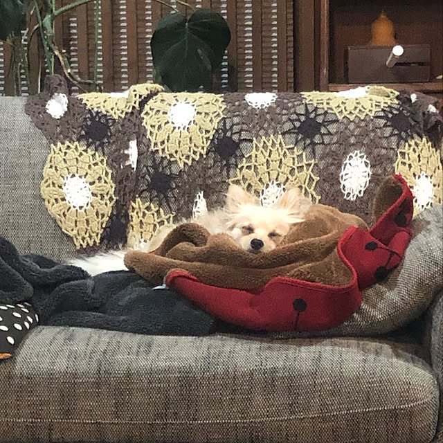 cococoさんの実例写真