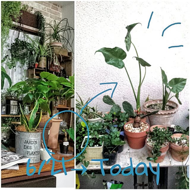 chobiさんの実例写真