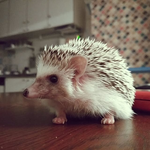 kuruさんの実例写真