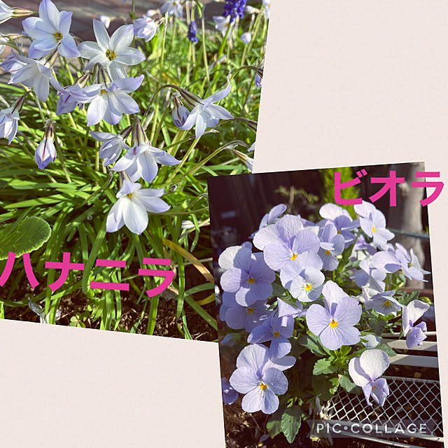 shoさんの実例写真