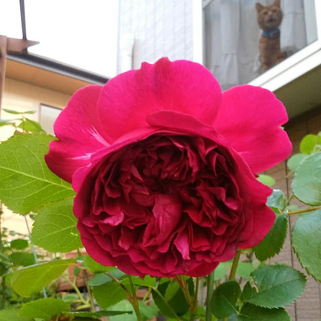 yum0408さんの実例写真