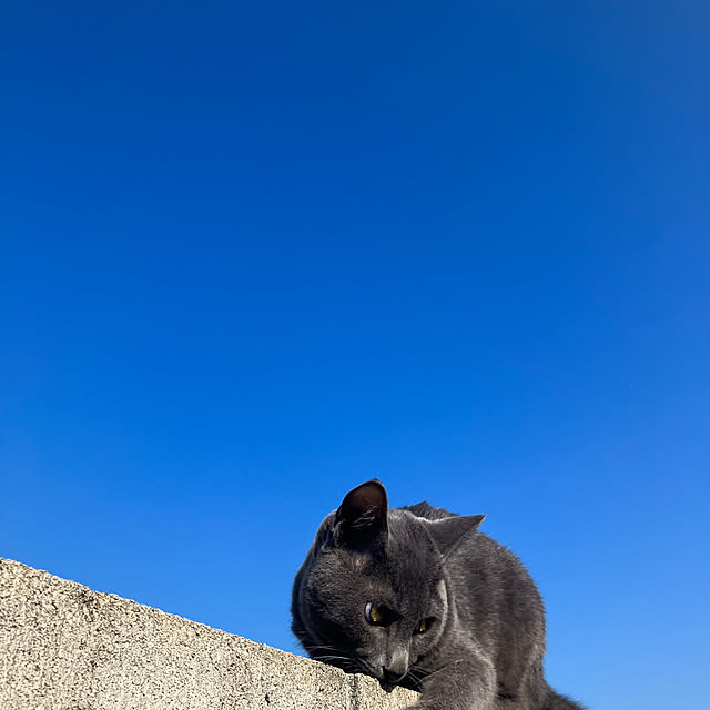 nekoさんの部屋