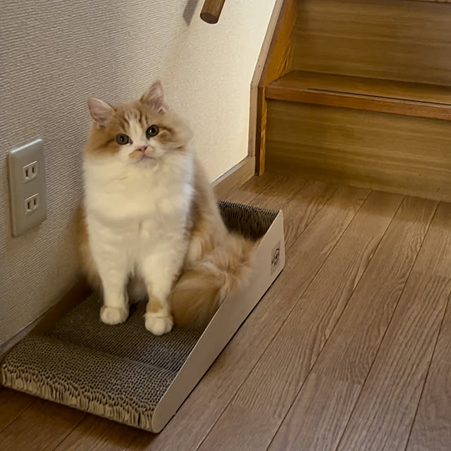 junさんの実例写真