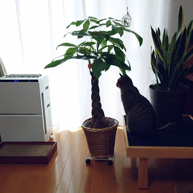 nachiさんの実例写真