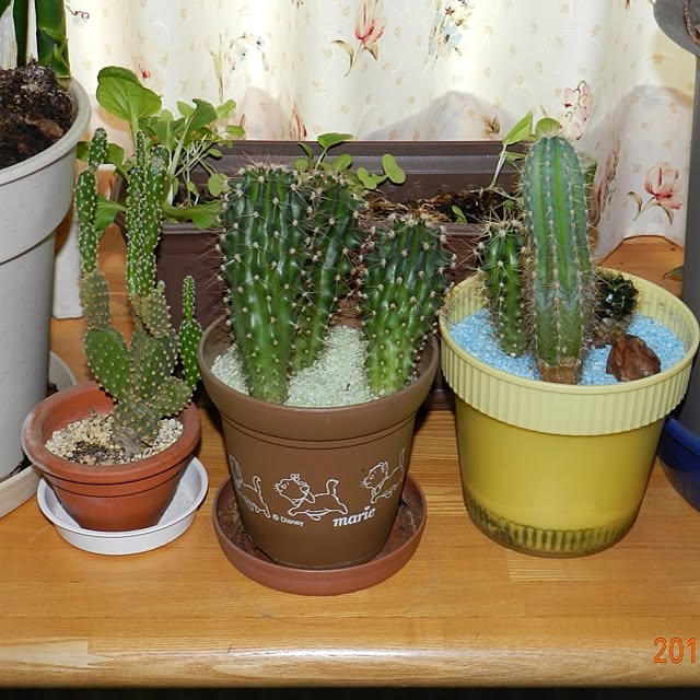 SapporoBillyさんの実例写真