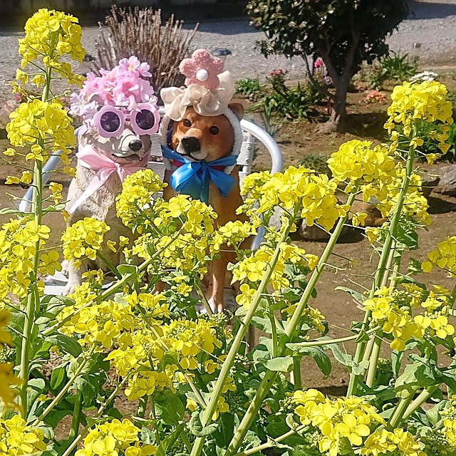NOAHさんの実例写真