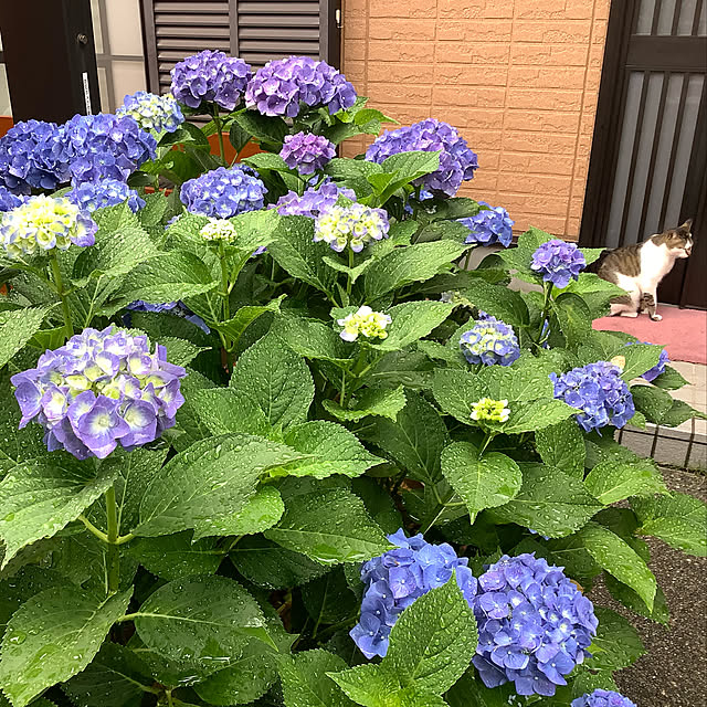 haruminさんの実例写真