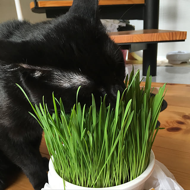 pitaさんの実例写真