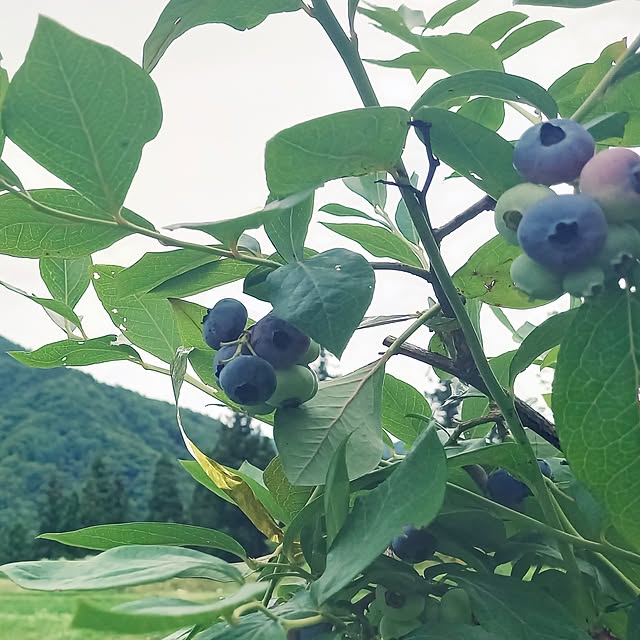 civicglさんの部屋