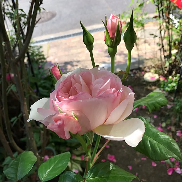 momoさんの実例写真