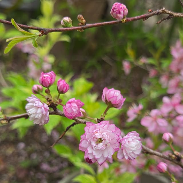 min_nimさんの実例写真