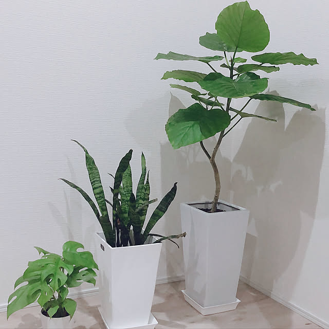 pimさんの実例写真