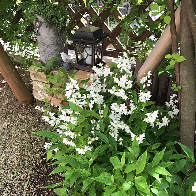 maikaさんの実例写真