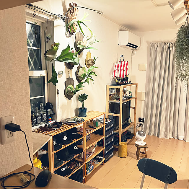 観葉植物/部屋全体のインテリア実例 - 2023-02-15 00:13:37
