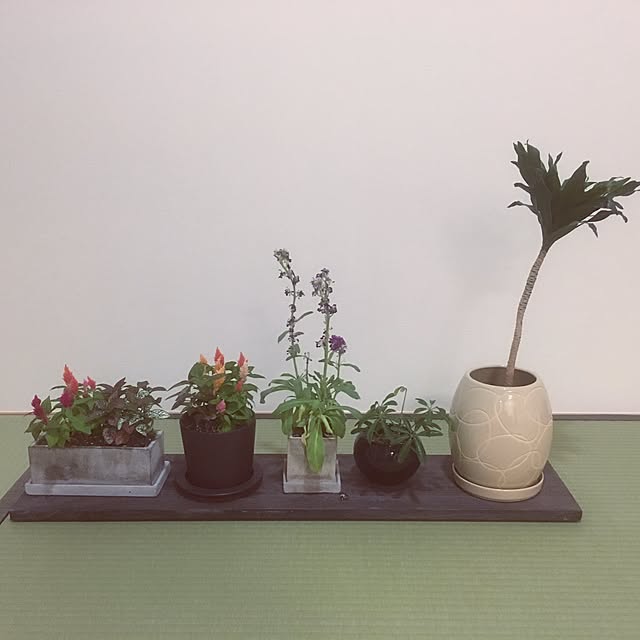 koooskeさんの実例写真