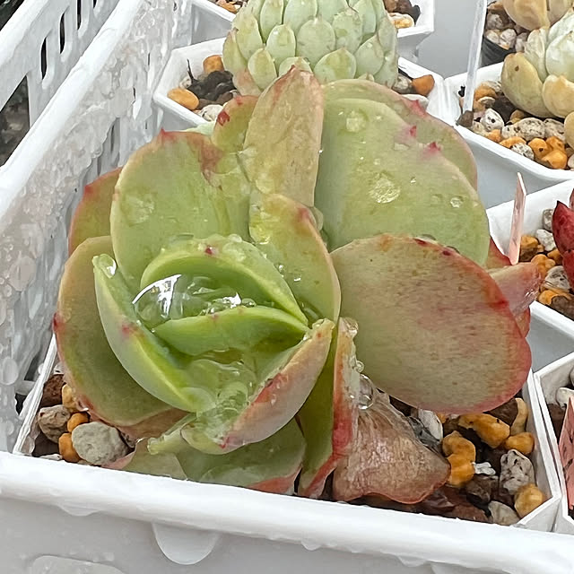 melmelさんの部屋