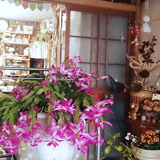 kikuさんの実例写真