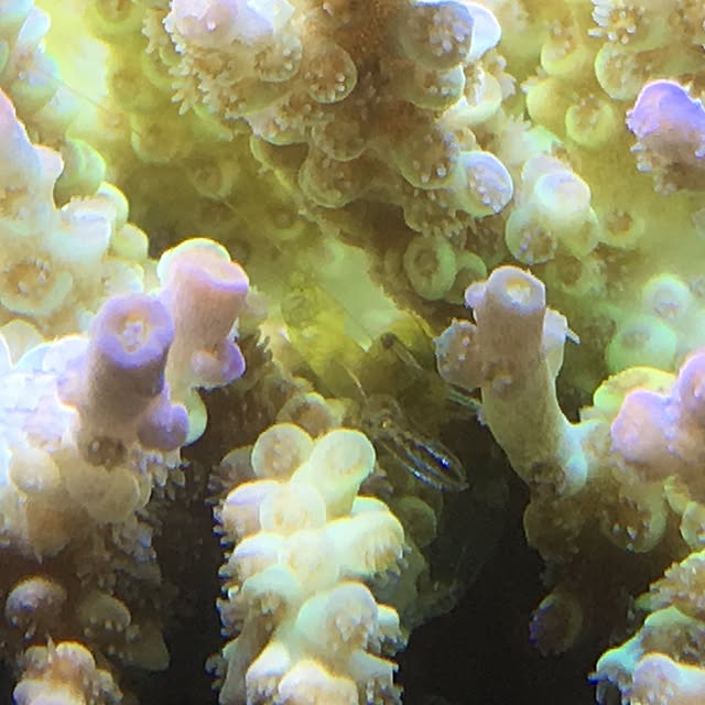 aquarium_seaさんの実例写真