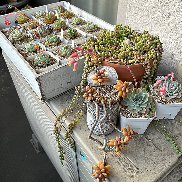 atsukoさんの部屋